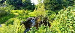 Natural pond